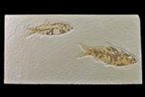 Pair of Fossil Fish (Knightia) - Green River Formation #159045-1